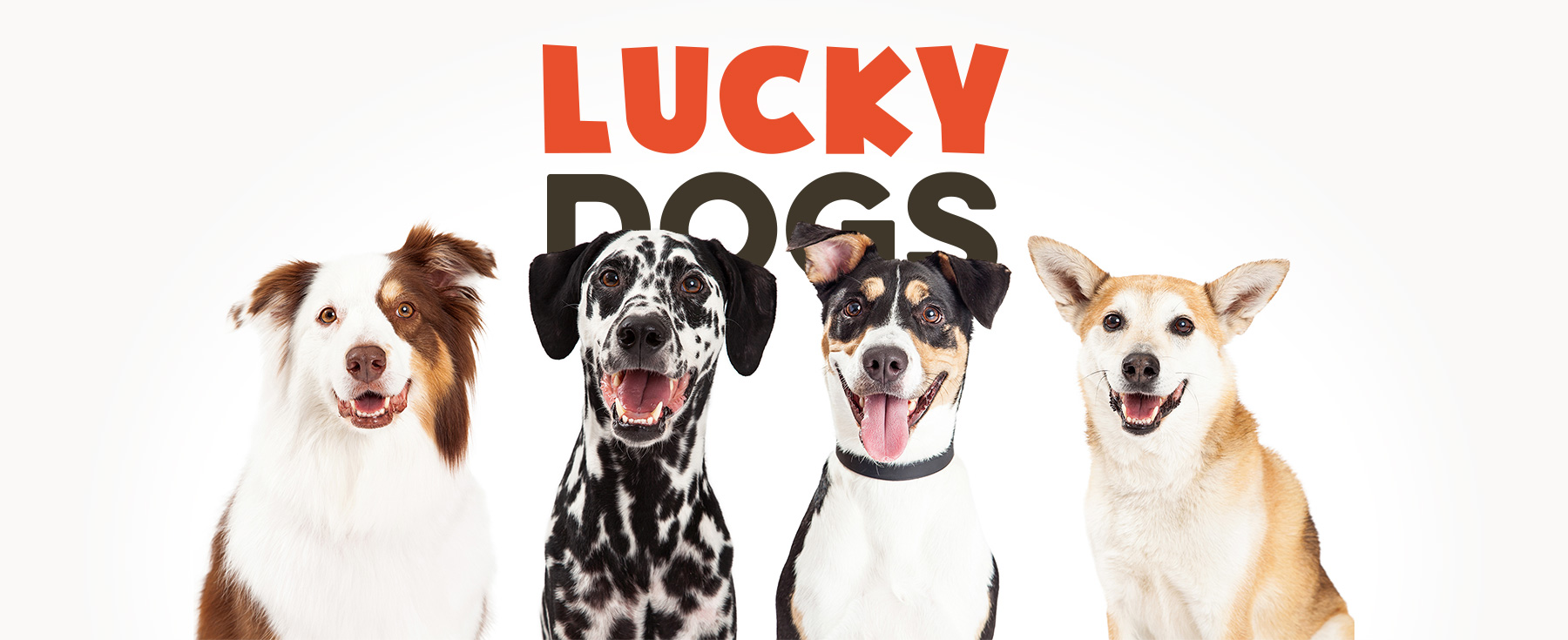 Lucky best sale dog care